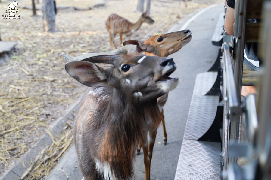 高雄直飛清邁 泰國清邁 泰國微笑航空 泰國航空 泰國旅遊 泰國觀光局 