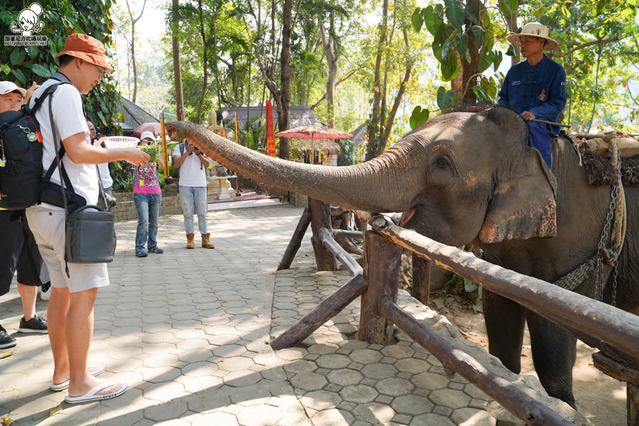 高雄直飛清邁 泰國清邁 泰國微笑航空 泰國航空 泰國旅遊 泰國觀光局 