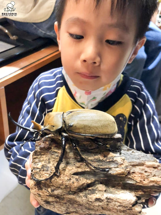 嘉義旅遊 親子旅遊 昆蟲 新嘉大昆蟲館 網美溫室