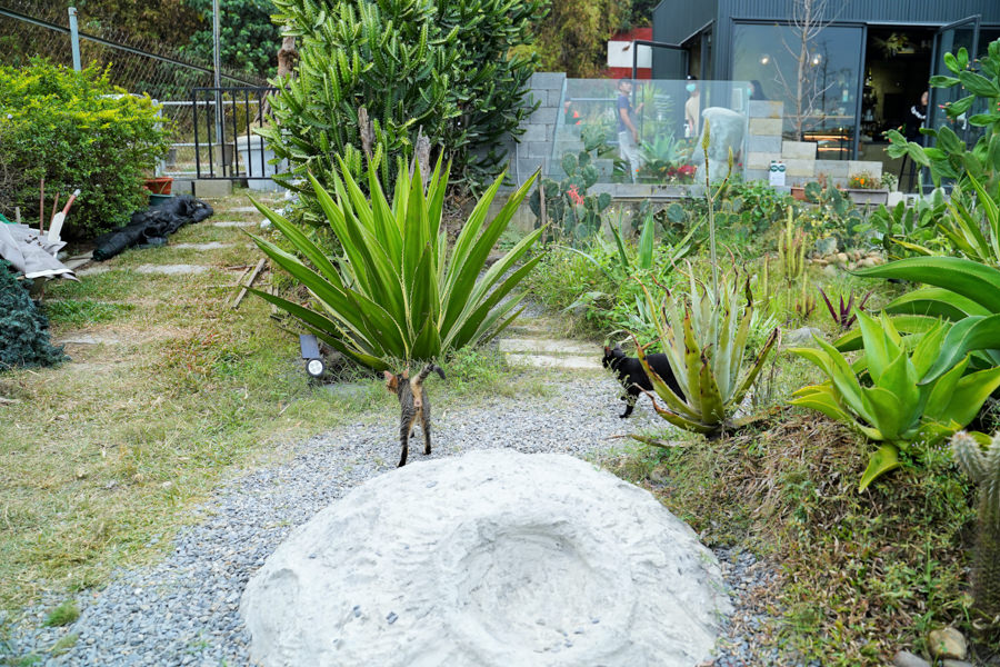 多肉植物 戶外 景觀咖啡 高雄景點 高雄旅遊 親子 戶外 休閒 摩艾