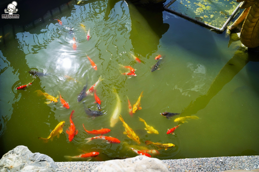 田寮 月世界 土雞城 必吃 美食 石頭廟 神蹟 景點