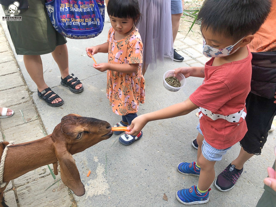 農場 樹谷 好玩 親子 互動 台南景點 台南旅遊 親子旅遊 