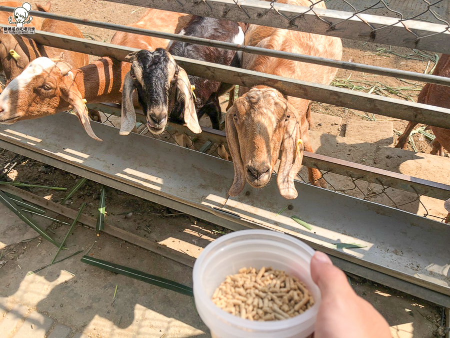 農場 樹谷 好玩 親子 互動 台南景點 台南旅遊 親子旅遊 