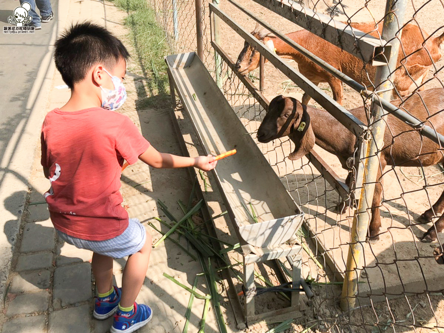 農場 樹谷 好玩 親子 互動 台南景點 台南旅遊 親子旅遊 