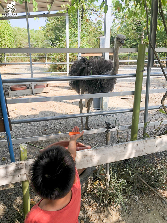 農場 樹谷 好玩 親子 互動 台南景點 台南旅遊 親子旅遊 