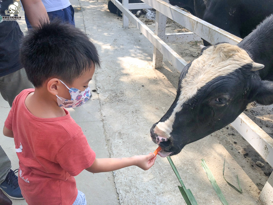 農場 樹谷 好玩 親子 互動 台南景點 台南旅遊 親子旅遊 