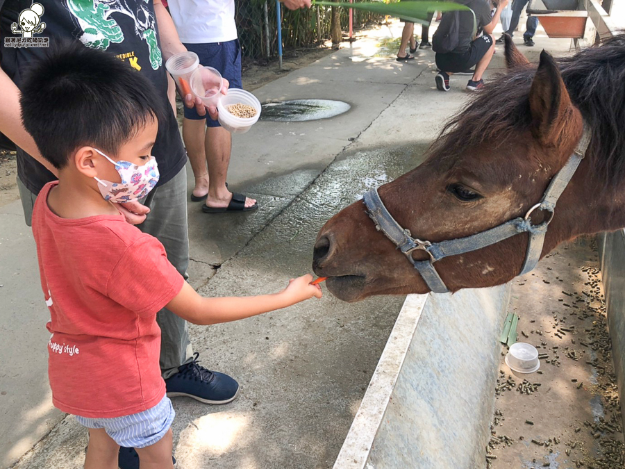 農場 樹谷 好玩 親子 互動 台南景點 台南旅遊 親子旅遊 