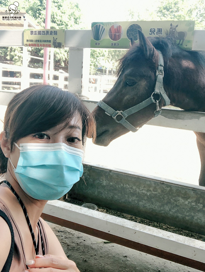 農場 樹谷 好玩 親子 互動 台南景點 台南旅遊 親子旅遊 