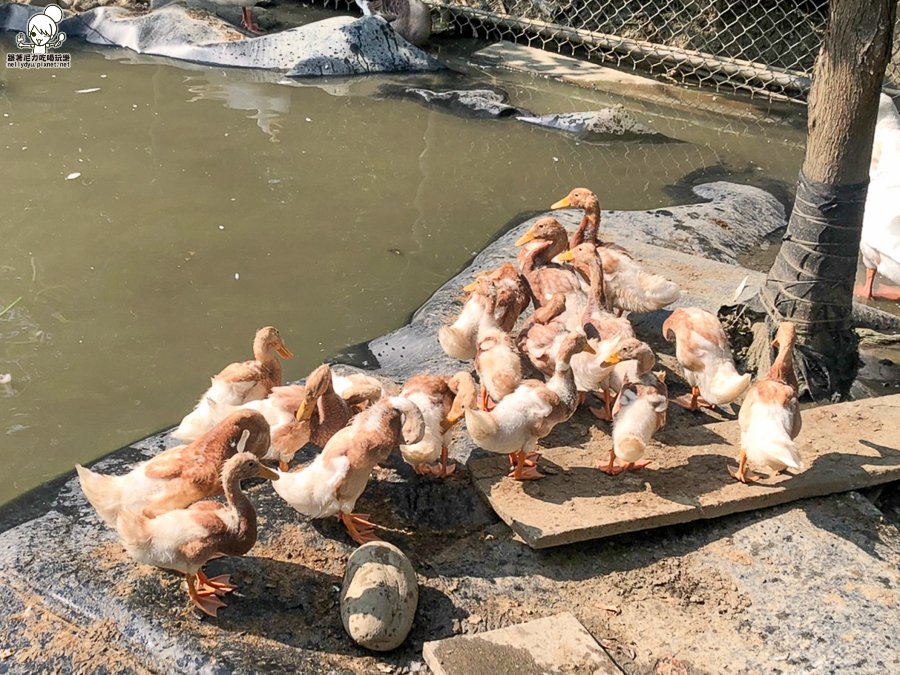 農場 樹谷 好玩 親子 互動 台南景點 台南旅遊 親子旅遊 