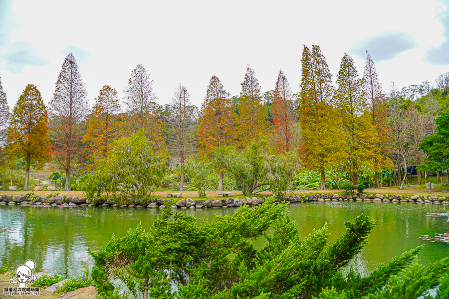 新竹景點 落羽松 新竹旅遊 景點 夯點 六塘