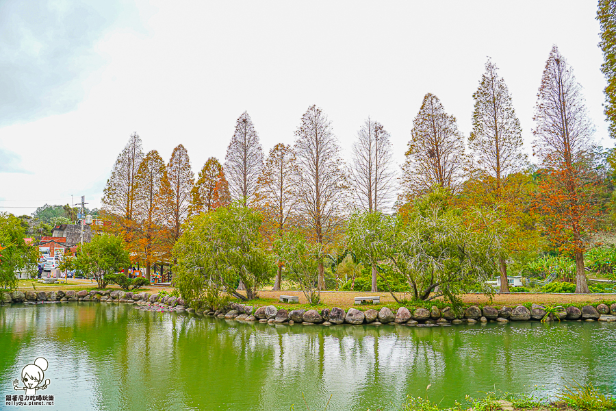 新竹景點 落羽松 新竹旅遊 景點 夯點 六塘