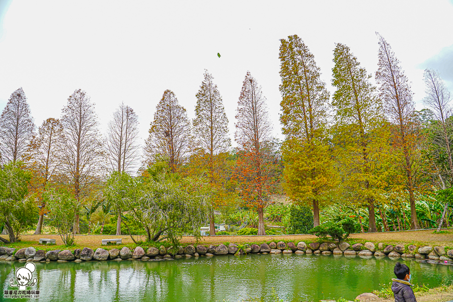 新竹景點 落羽松 新竹旅遊 景點 夯點 六塘