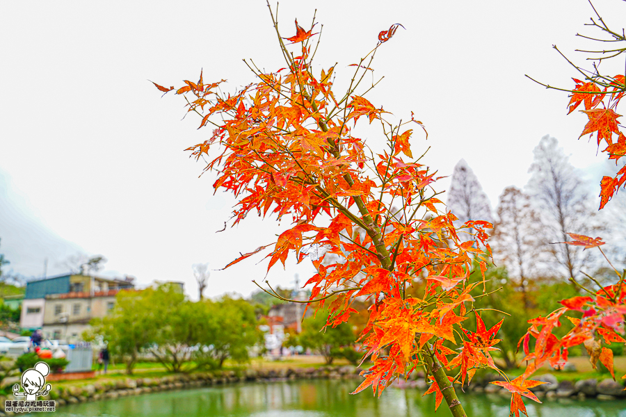 新竹景點 落羽松 新竹旅遊 景點 夯點 六塘