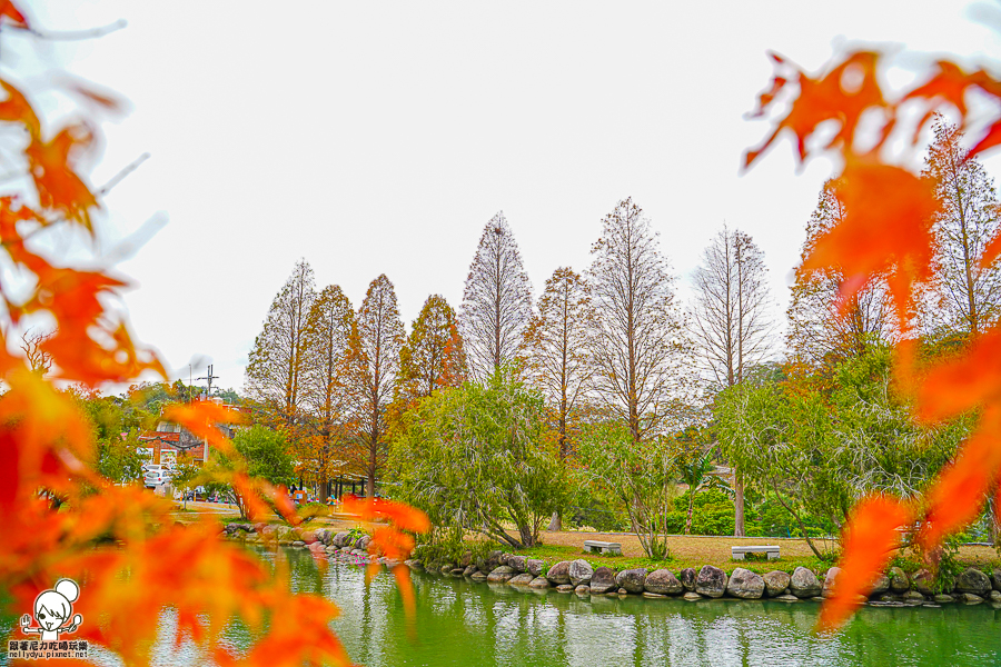 新竹景點 落羽松 新竹旅遊 景點 夯點 六塘