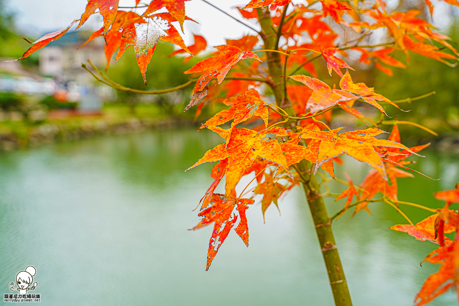 新竹景點 落羽松 新竹旅遊 景點 夯點 六塘