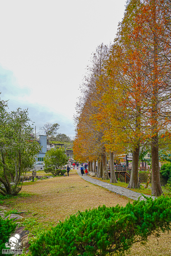 新竹景點 落羽松 新竹旅遊 景點 夯點 六塘