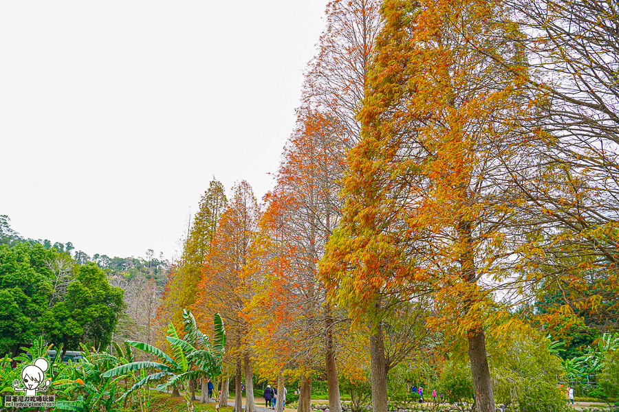 新竹景點 落羽松 新竹旅遊 景點 夯點 六塘