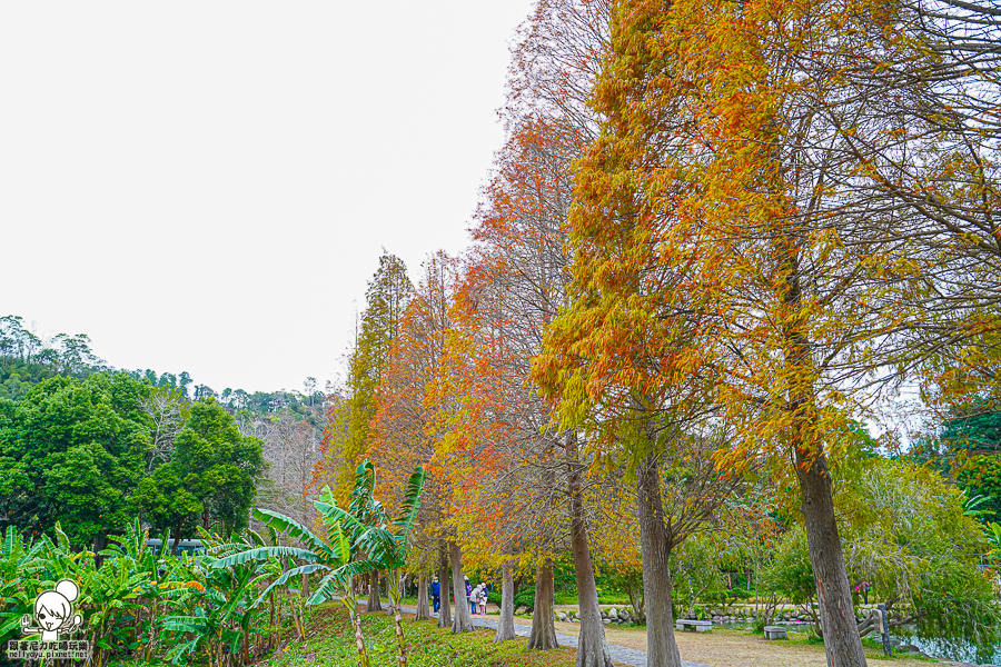 新竹景點 落羽松 新竹旅遊 景點 夯點 六塘