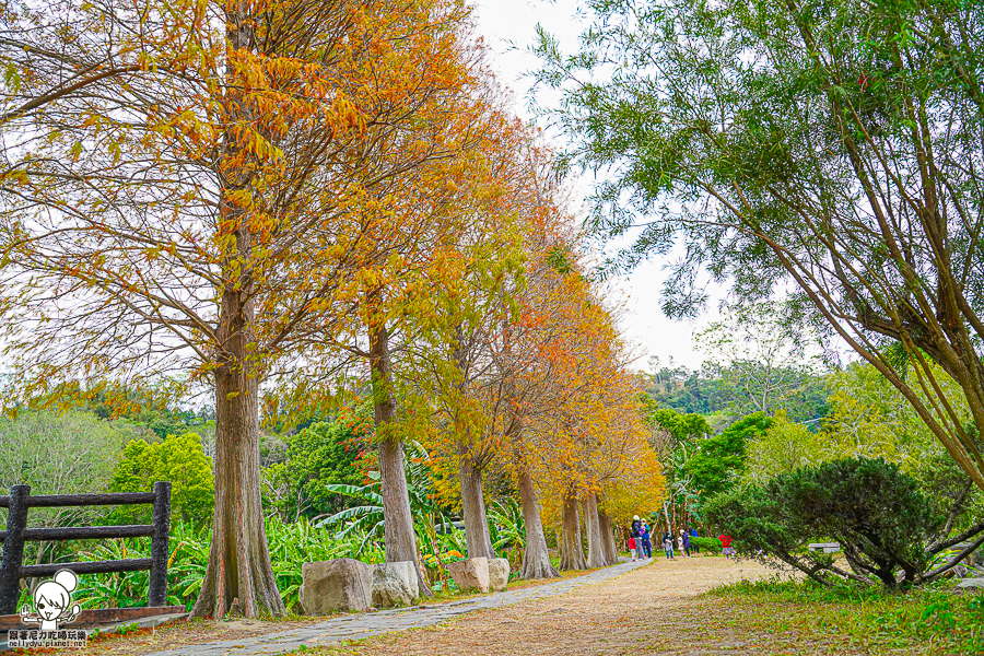 新竹景點 落羽松 新竹旅遊 景點 夯點 六塘