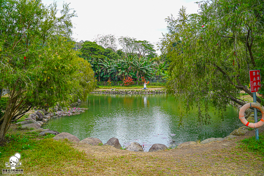 新竹景點 落羽松 新竹旅遊 景點 夯點 六塘