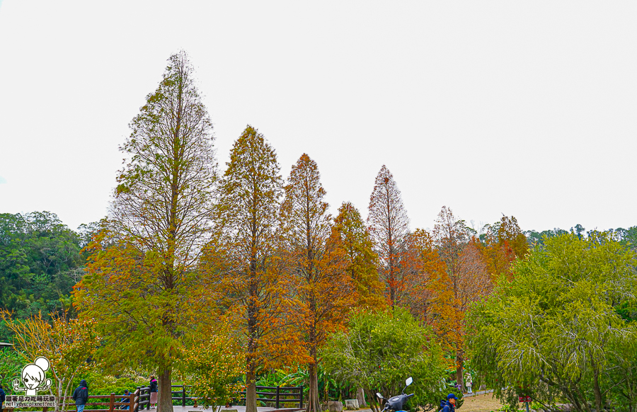 新竹景點 落羽松 新竹旅遊 景點 夯點 六塘