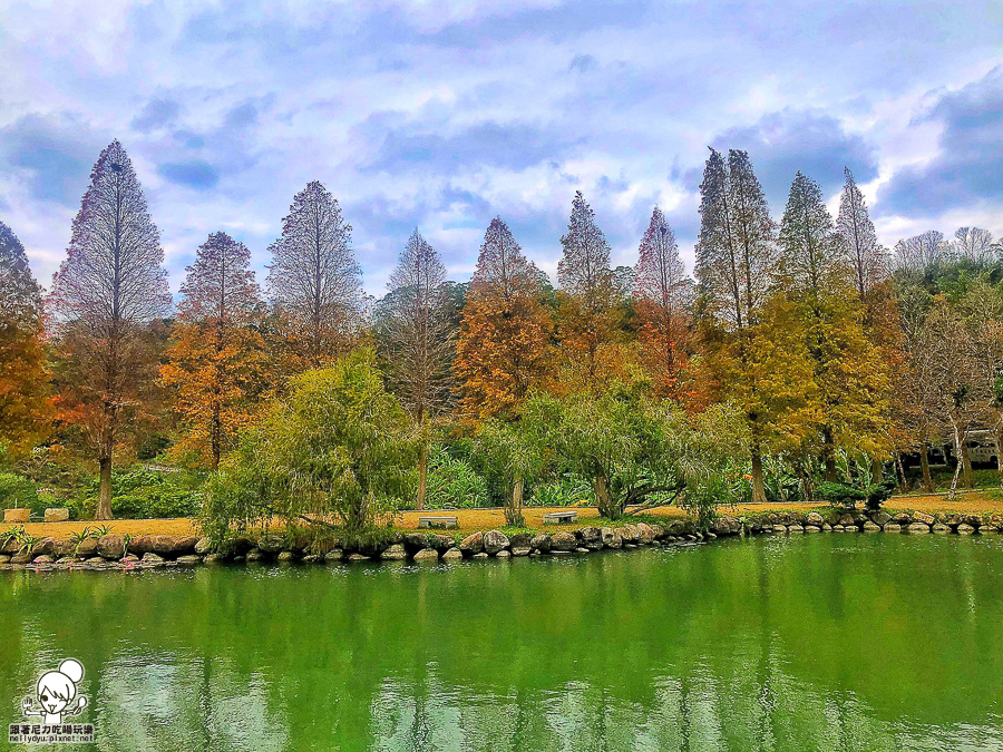 新竹景點 落羽松 新竹旅遊 景點 夯點 六塘