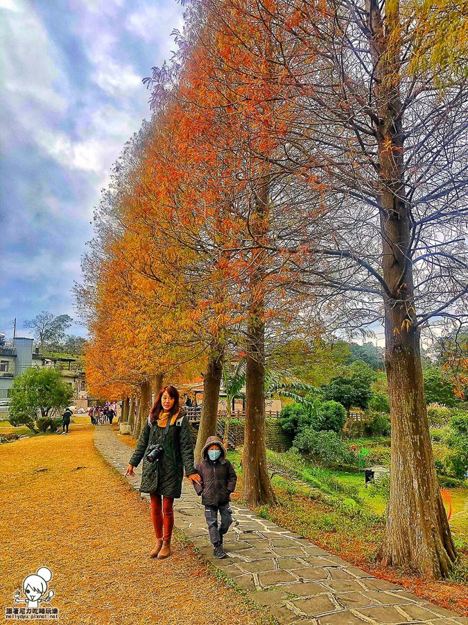 新竹景點 落羽松 新竹旅遊 景點 夯點 六塘