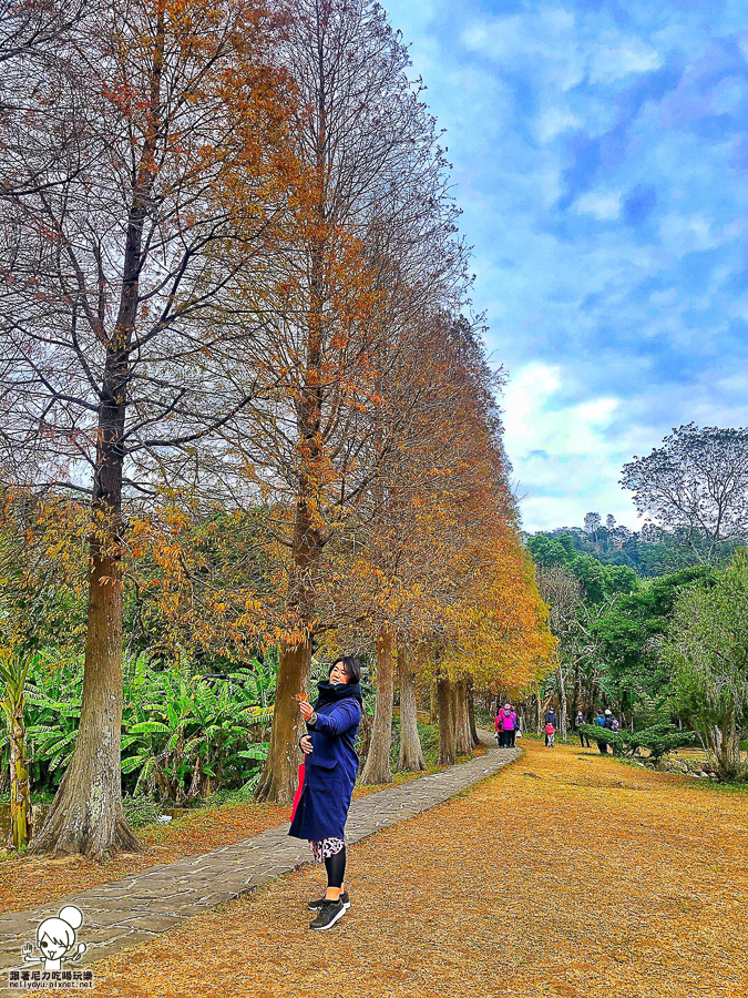 新竹景點 落羽松 新竹旅遊 景點 夯點 六塘