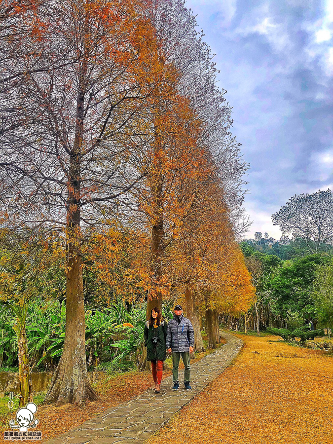 新竹景點 落羽松 新竹旅遊 景點 夯點 六塘