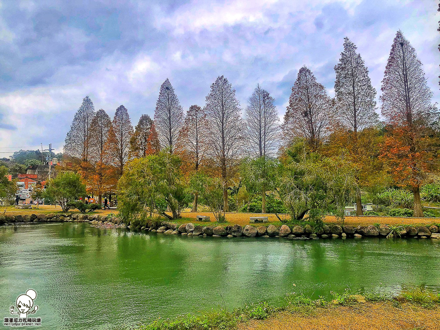 新竹景點 落羽松 新竹旅遊 景點 夯點 六塘