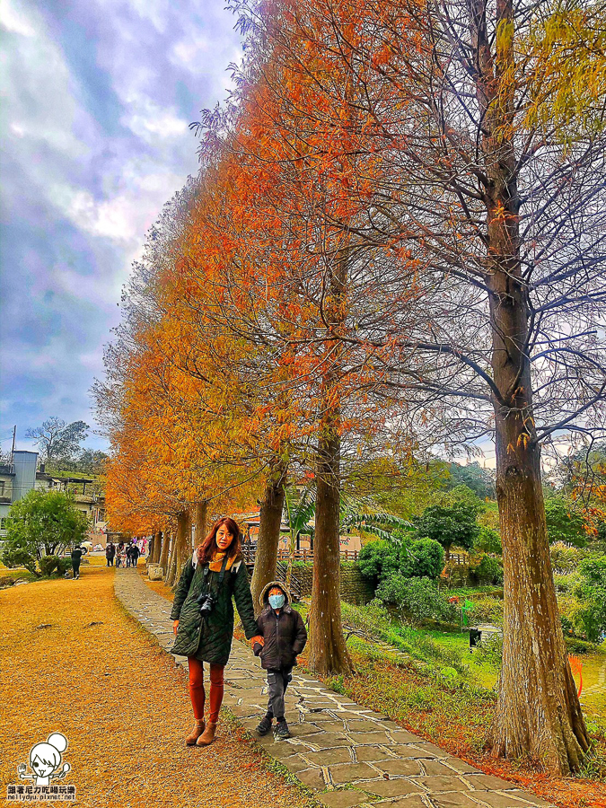 新竹景點 落羽松 新竹旅遊 景點 夯點 六塘