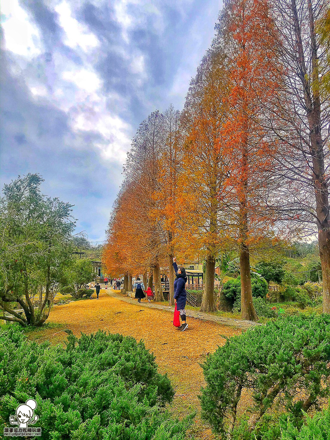 新竹景點 落羽松 新竹旅遊 景點 夯點 六塘