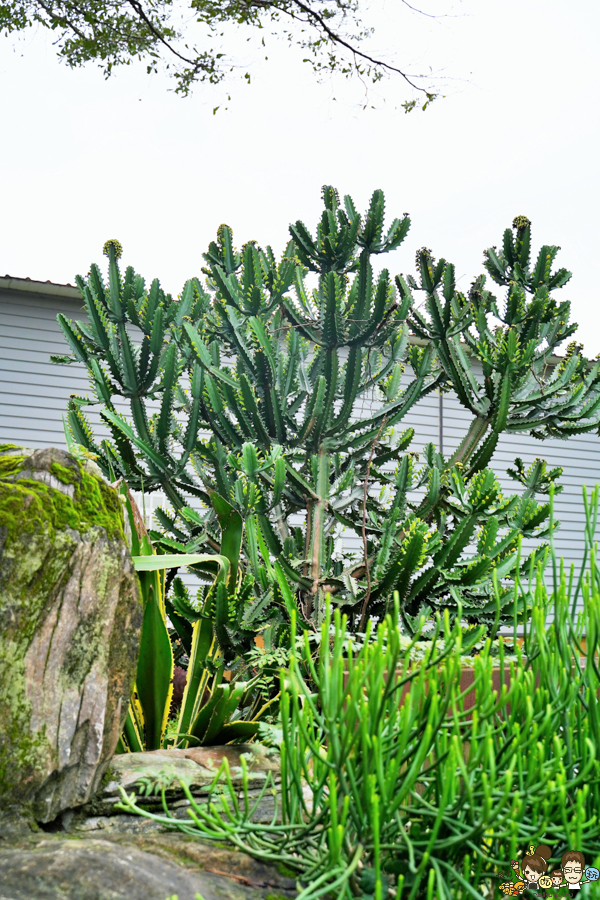 新竹旅遊 景點 多肉植物 植物園 好玩 免費入場 免費參觀 仙人掌