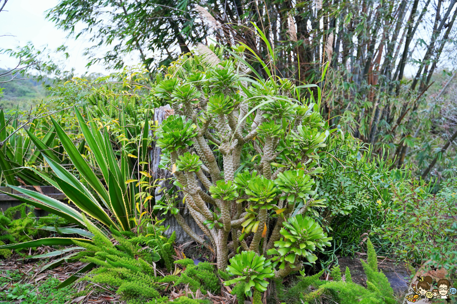 新竹旅遊 景點 多肉植物 植物園 好玩 免費入場 免費參觀 仙人掌