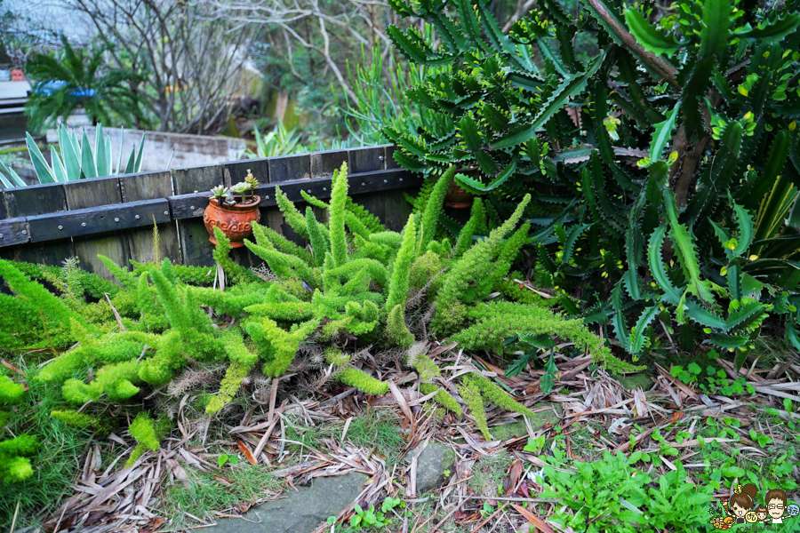 新竹旅遊 景點 多肉植物 植物園 好玩 免費入場 免費參觀 仙人掌