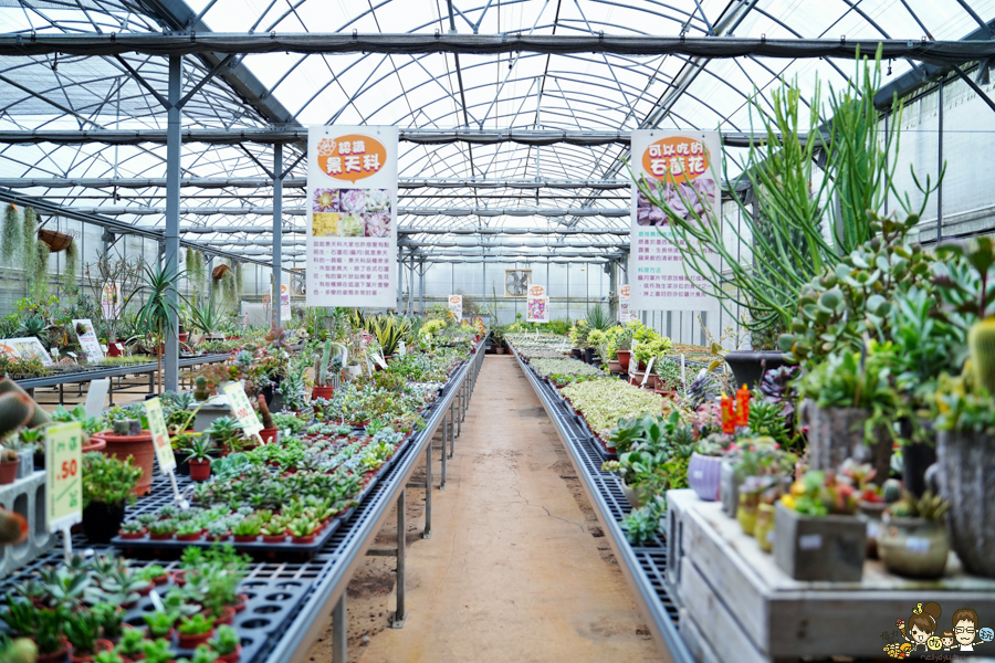 新竹旅遊 景點 多肉植物 植物園 好玩 免費入場 免費參觀 仙人掌