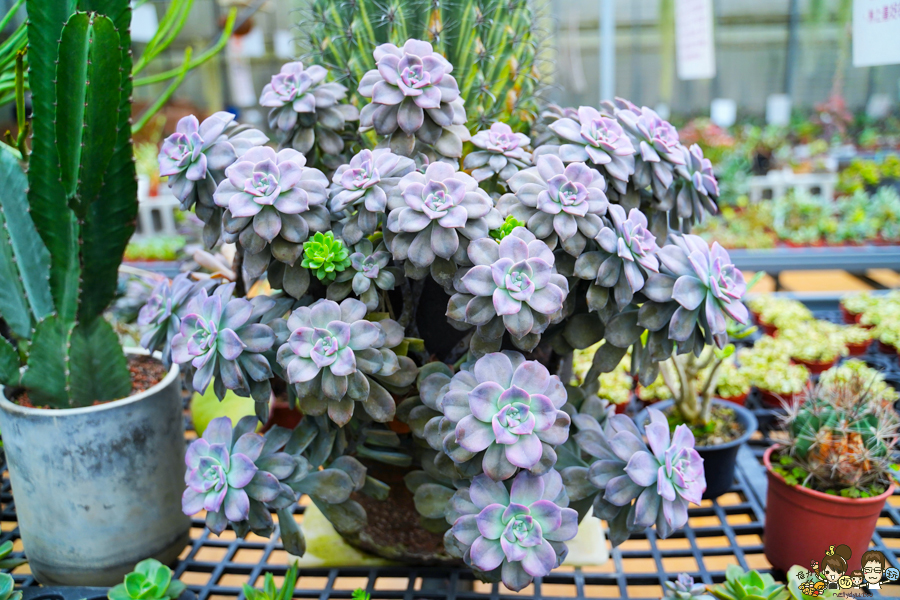 新竹旅遊 景點 多肉植物 植物園 好玩 免費入場 免費參觀 仙人掌