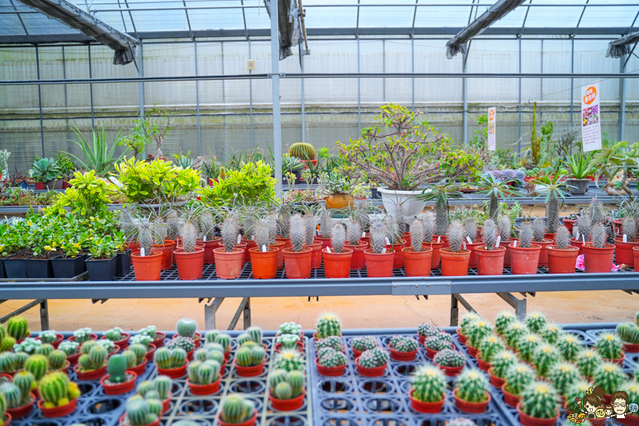 新竹旅遊 景點 多肉植物 植物園 好玩 免費入場 免費參觀 仙人掌