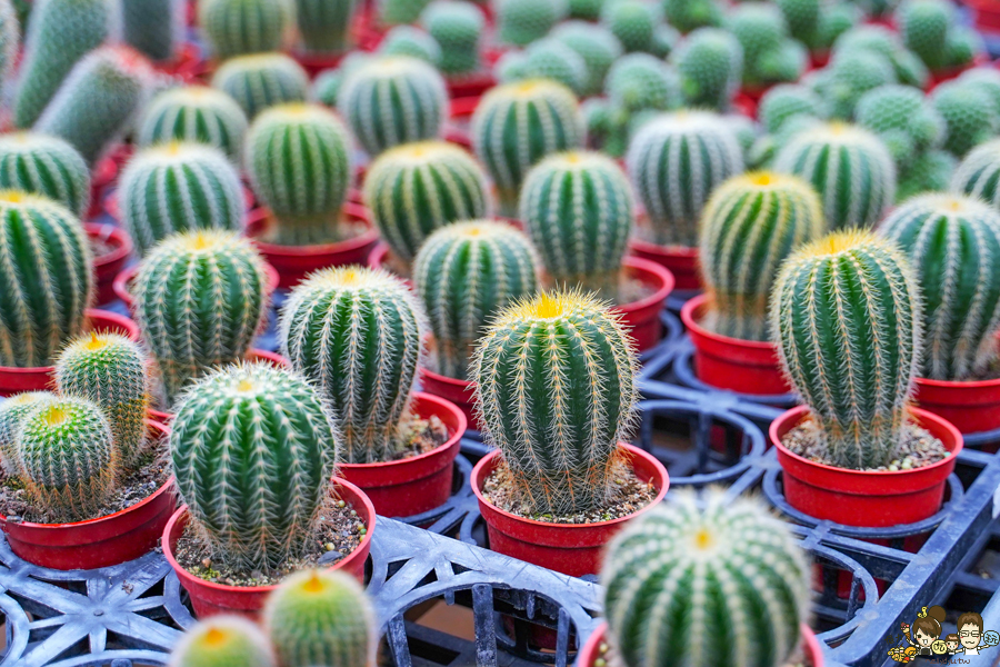 新竹旅遊 景點 多肉植物 植物園 好玩 免費入場 免費參觀 仙人掌