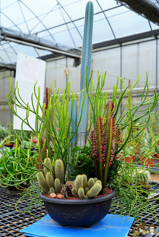 新竹旅遊 景點 多肉植物 植物園 好玩 免費入場 免費參觀 仙人掌