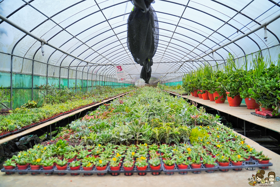 新竹旅遊 景點 多肉植物 植物園 好玩 免費入場 免費參觀 仙人掌