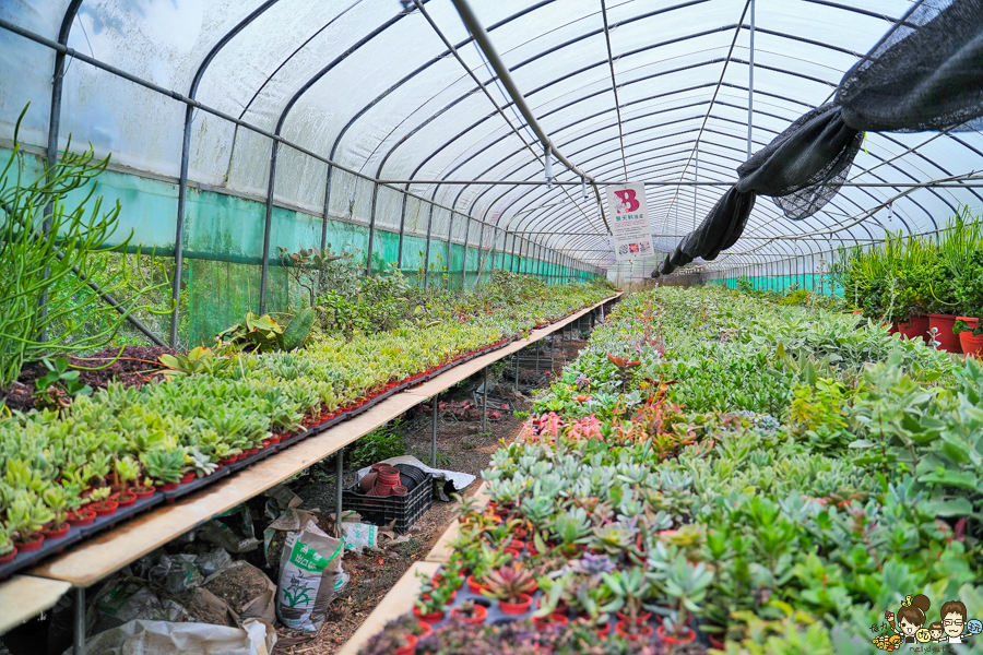 新竹旅遊 景點 多肉植物 植物園 好玩 免費入場 免費參觀 仙人掌