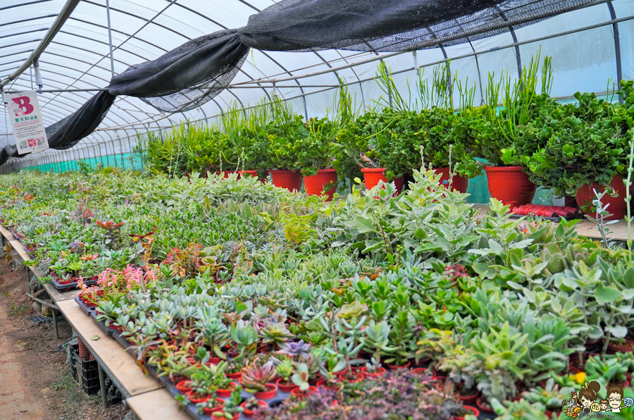 新竹旅遊 景點 多肉植物 植物園 好玩 免費入場 免費參觀 仙人掌