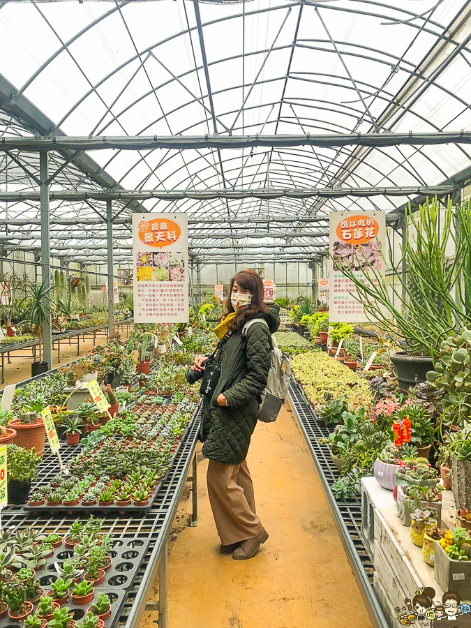 新竹旅遊 景點 多肉植物 植物園 好玩 免費入場 免費參觀 仙人掌