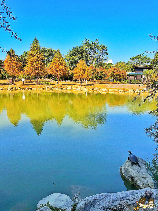 凹子底 落羽松 高雄旅遊 高雄景點 左營 凹子底捷運