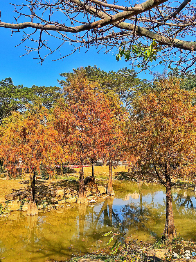 凹子底 落羽松 高雄旅遊 高雄景點 左營 凹子底捷運