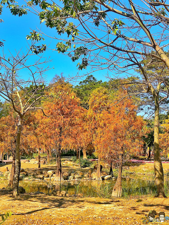 凹子底 落羽松 高雄旅遊 高雄景點 左營 凹子底捷運