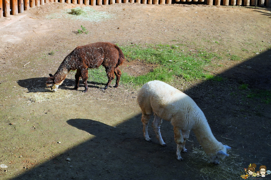 新竹景點 新竹動物園 親子旅遊 推薦旅遊 旅遊必訪