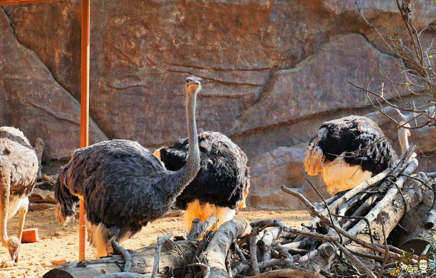 新竹景點 新竹動物園 親子旅遊 推薦旅遊 旅遊必訪