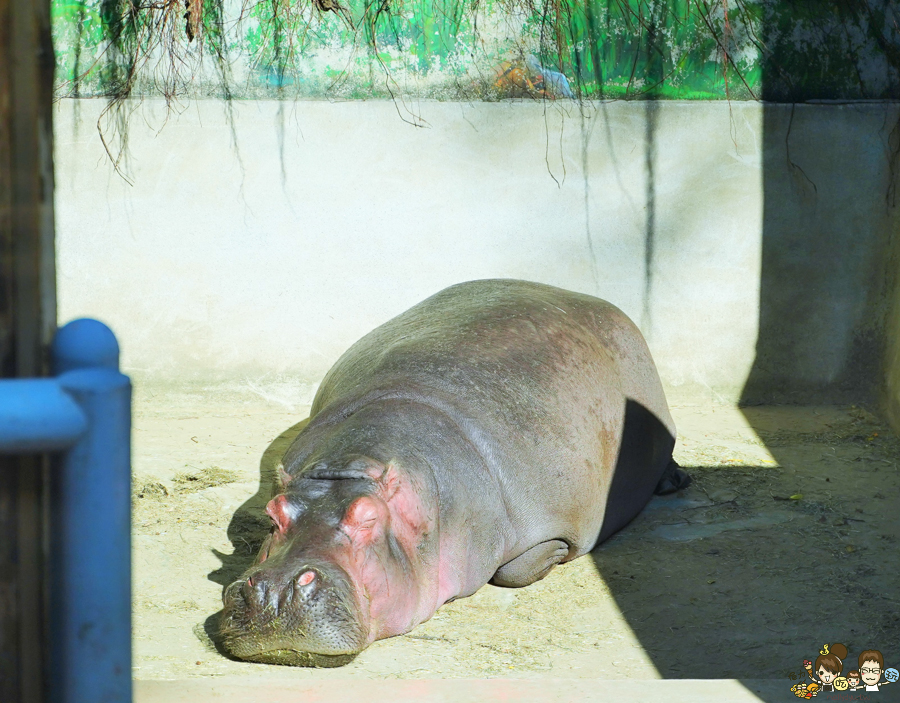 新竹景點 新竹動物園 親子旅遊 推薦旅遊 旅遊必訪